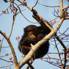 A chimpanzee holding or using a wooden spear.