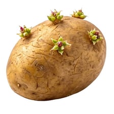 Close-up of a potato showing its small sprouting eyes