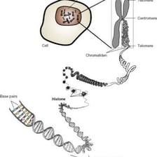 An educational genetics diagram showing different alleles of a gene.