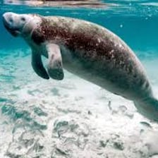 A manatee swimming underwater.