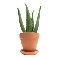 An aloe vera plant growing in a terra-cotta pot