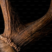 A close-up view of a reindeer’s branching antlers.
