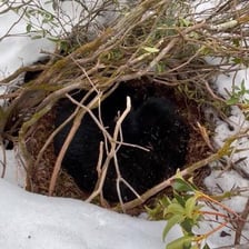 A bear resting inside a sheltered den.