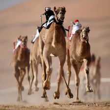 Camel racing in a Libyan desert setting.