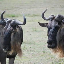 A herd of African wildebeests, also called gnus