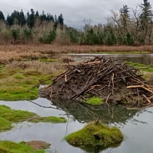A beaver lodge made of branches in a pond