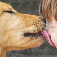 A dog licking a person’s face with its tongue visible.