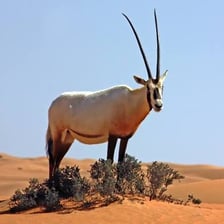 Oryx antelopes standing in a grassland, showing their long straight horns.