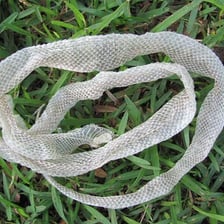 A snake shedding its old skin.