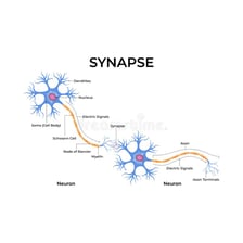 Educational illustration of a neuron with branching dendrites