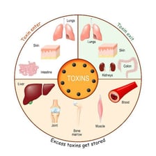An educational illustration shows harmful substances entering the body and being processed.
