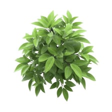 Dense, abundant green vegetation