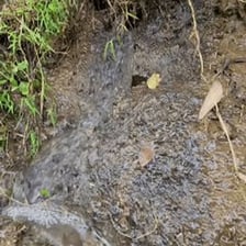 Thick mud slowly spreading across the ground.