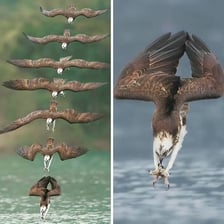 An osprey diving toward water to catch a fish