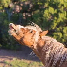 A horse with its mouth open as it makes a neighing sound.