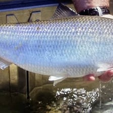 An American shad, a silvery migratory fish.