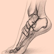 An anatomical view identifying the instep on the top of a foot.