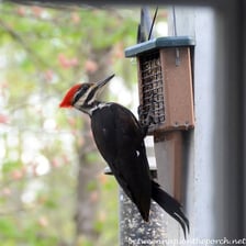A woodpecker clings to a feeder containing suet.