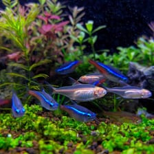 A school of neon tetras with bright blue and red markings.