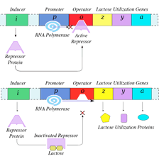 An educational molecular-biology diagram showing a substance activating gene expression.