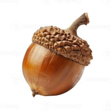 Several acorns showing their cap-like tops