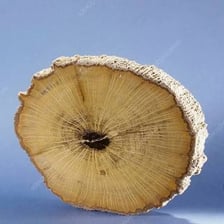 A specimen of petrified fossil wood.