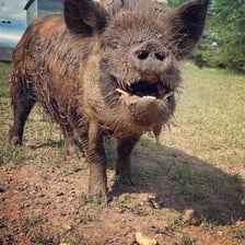 A wild boar with tusks visible beside its snout.