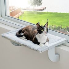A wide interior window sill serving as a perch.