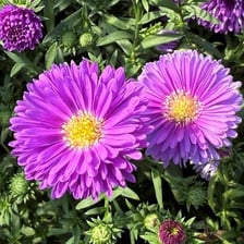 Purple asters blooming in an autumn garden