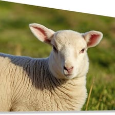 A young lamb standing in grass.