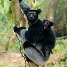 Lemurs in their native Madagascar habitat