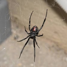 A black widow spider showing the red hourglass-shaped marking on its abdomen.