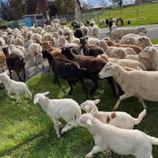 Female sheep standing in a flock
