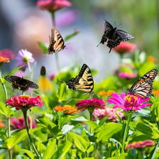 A butterfly moving lightly between flowers