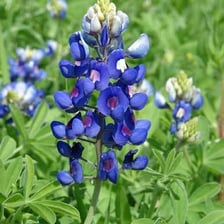 A Texas landscape with bluebonnets