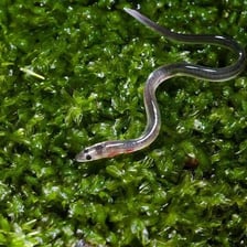 An eel swimming through a freshwater stream.