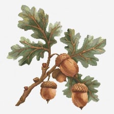 Acorns growing on the branch of an oak tree.