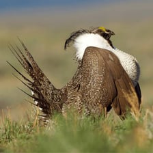 A greater sage-grouse standing in sagebrush habitat.