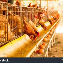 A hen in a farm setting near eggs.