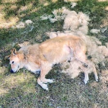 A dog shedding loose fur from its coat.