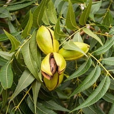 A pecan tree bearing pecans