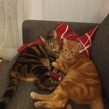 Two cats facing one another with one hissing.