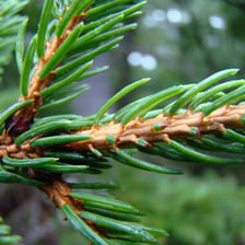 A pine tree with green needle clusters in a forest.