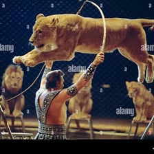 A circus performer training a lion beside a hoop.