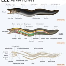 An eel with a continuous fin running along its body.