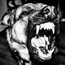 A dog showing its teeth while growling.