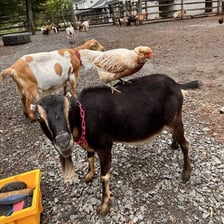 A hen and a female goat representing animals that may be called she.