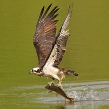 An osprey flying over water with a fish in its talons.