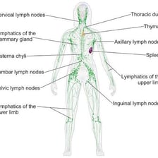 An educational illustration showing lymph nodes in the human body.