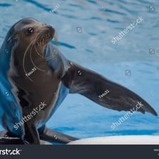 A trained seal performing a trick in a circus setting